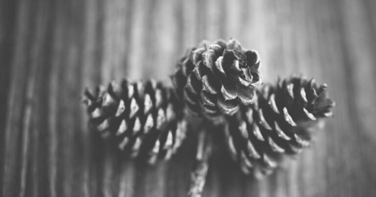 MLM Software Development — What You Need to Know Before Getting It Built